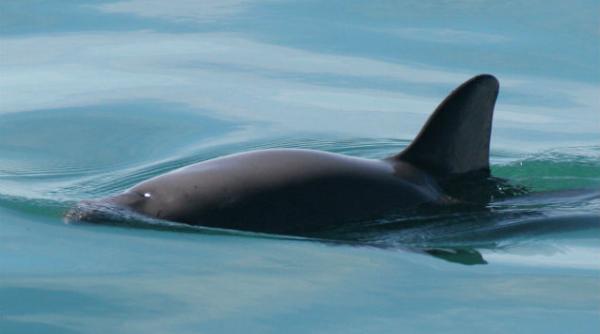 cea mai mica specie de delfin ar putea disparea daca mexicul nu restrictioneaza pescuitul in marea cortez