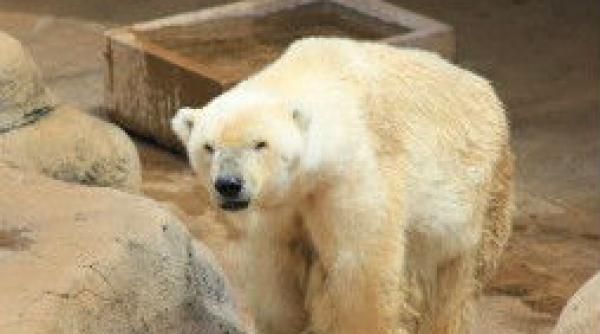 ultimul urs polar din africa a murit