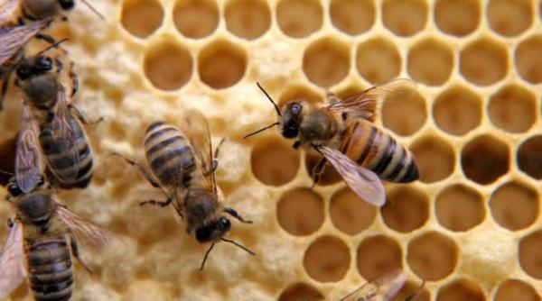 veninul de albine distruge celule maligne