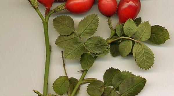 8 remedii naturale pe baza de mace e afla care sunt bolile pe care le trateaza