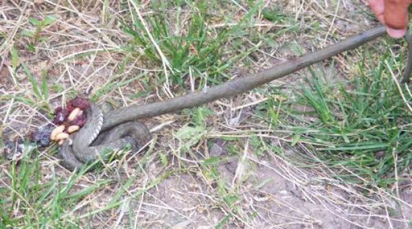 batrana de 70 de ani muscata de sarpe in judetul mehedinti