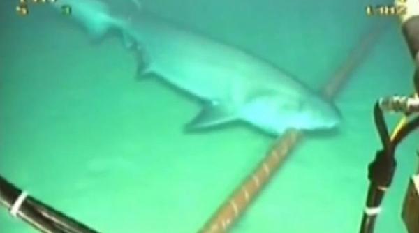 cablurile google atacate de rechini compania va captusi fibra optica de sub pacific cu un material asemanator vestelor antiglont