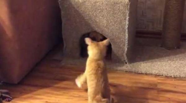 video amuzant cum goneste o mata un soricar din casuta lui