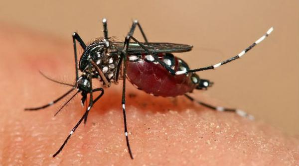 schimbarile climatice ar putea favoriza instalarea febrei dengue in europa