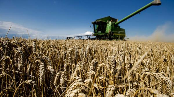 productia de grau este mai mare decat anul trecut