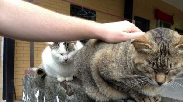 povestea orasului care a fost salvat de pisici galerie foto