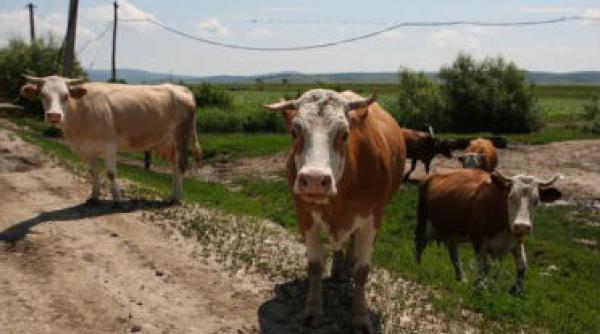 boala limbii albastre s a extins in alte cinci localitati din buzau