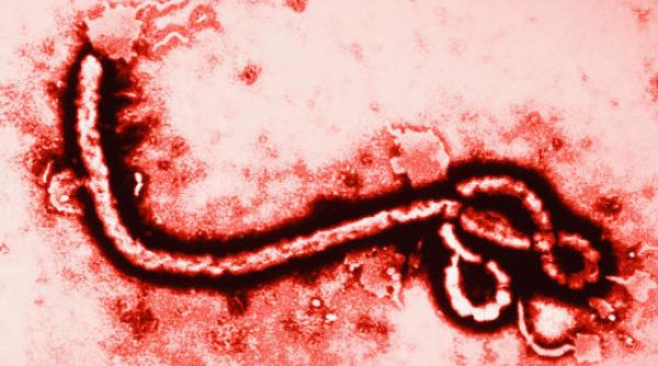 ebola china va produce un vaccin numai pentru armata