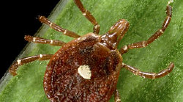 stiai ce monstri vietuiesc pe fata ta si sunt mii