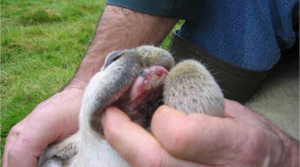 doua focare de limba albastra bluetongue la vaslui se interzice vanzarea de animale din speciile receptive in targurile din jude