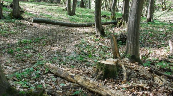 cluj batut mar de ho ii de lemne padurarul ocolului silvic muntele mare nu mai vrea sa se intoarca la munca