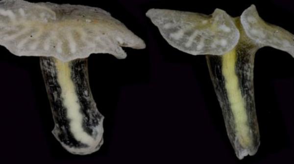 creatura clasificare