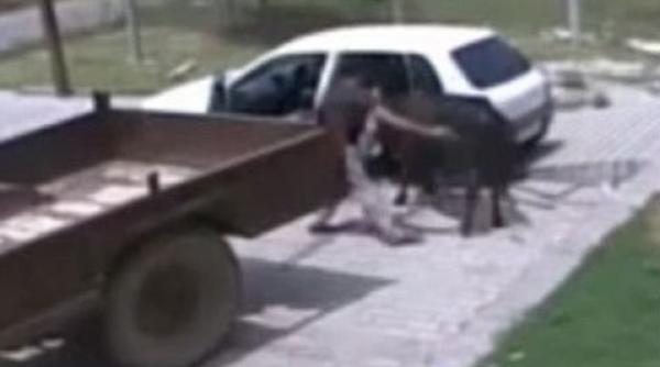 vaca rapita automobil