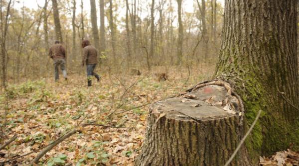 igpr politistii au confiscat in prima parte a anului cu 65 mai mult lemn taiat ilegal