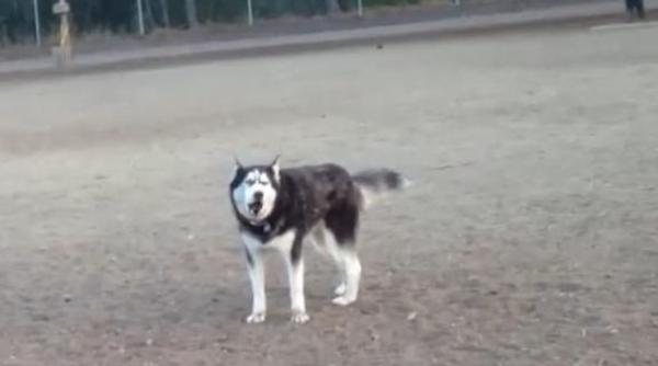 dialog uluitor intre un husky si stapana lui reactia cainelui cand i se spune ca trebuie sa plece din parcul favorit video