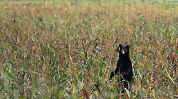 ursoaica lan porumb senator udmr