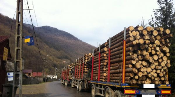doua tiruri cu lemne oprite pe transalpina soferii transportau o cantitate aproape dubla fata de ce aveau in acte