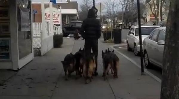 video acest tanar nu foloseste lesa cand iese pe strada cu haita de caini