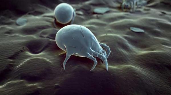 acarienii cu milioanele pe fata noastra