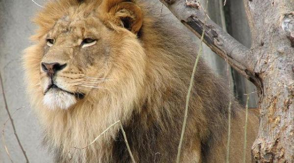 inimaginabil unde si cum a putut fi gasit leul unei gradini zoologice foto