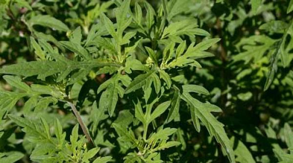 campanie impotriva ambroziei cu ajutorul preotilor in satu mare