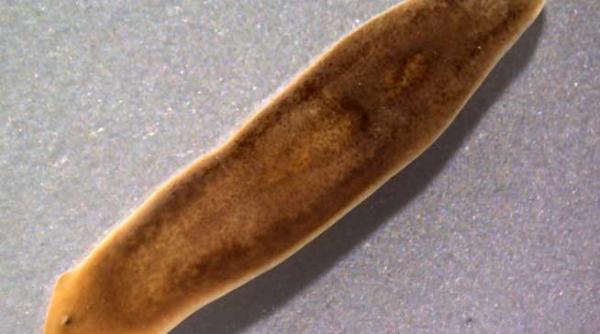 dugesia japonica un vierme mai tare ca antibioticele