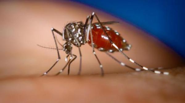 oms cere statelor latino americane sa si dubleze eforturile impotriva febrei dengue si a febrei chikungunya