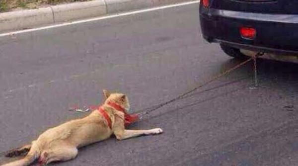 fara suflet a tarat un caine neajutorat legat de bara din spate a suv ului