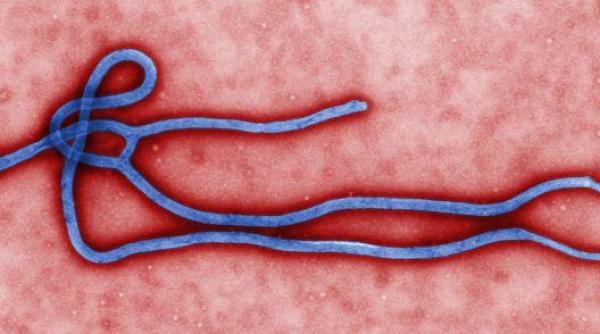 ebola isi face aparitia si in elvetia