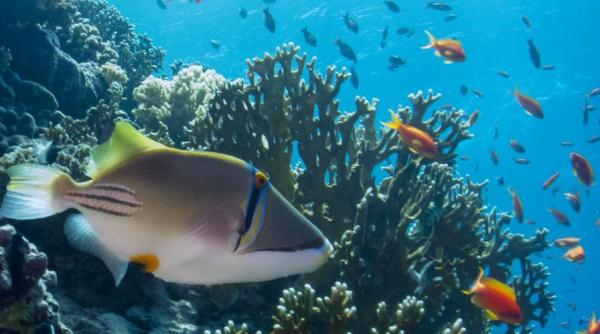 cel mai mare sanctuar marin de pe planeta va avea peste 1 milion de kilometri patrati