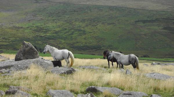 o asociatie pentru protectia animalelor indeamna cetatenii sa manance carne de ponei care sunt motivele