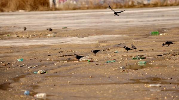 constan a militari americani au cura at de gunoaie plaja de la navodari