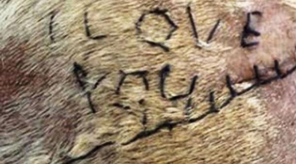 mesaj dragoste copci caine