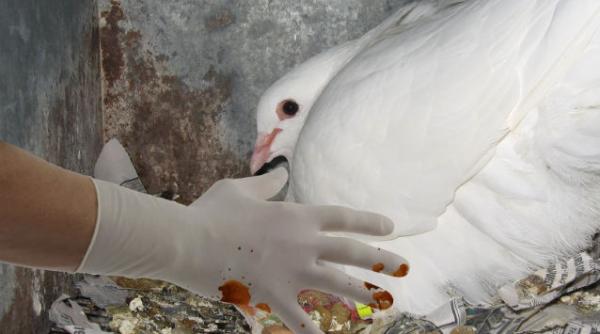 control anal porumbei china