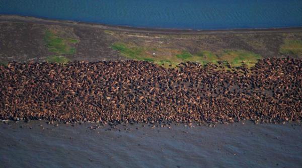 morse alaska incalzire globala