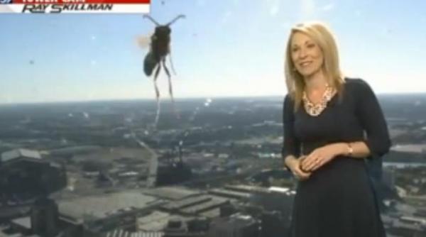 o stirista este atacata de o albina uriasa in timp ce prezinta starea vremii reactia femeii este fabuloasa video