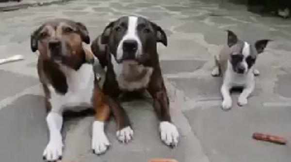 teribil de amuzant proba de dresaj trei catei pofticiosi cu cate un crenvurst sub bot