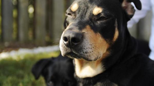 incredibil un caine eutanasiat pentru ca nu l a adoptat nimeni si a revenit miraculos