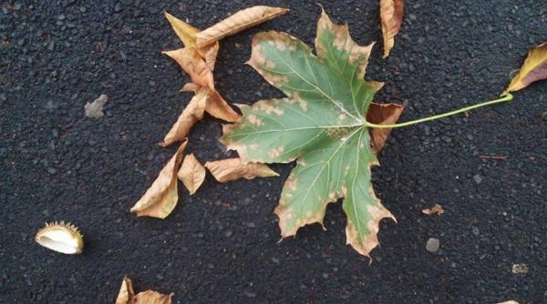 ploi si vreme rece in urmatoarele doua saptamani prognoza meteo pana in 19 octombrie