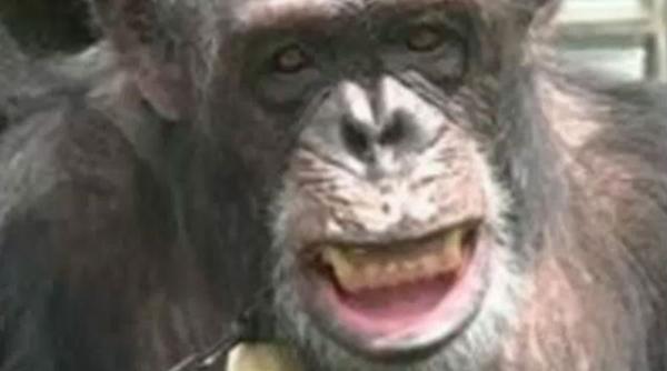 cimpanzeu persoana non umana