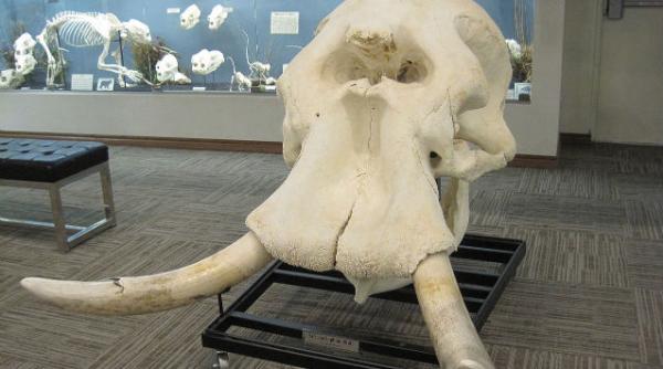 elefantii si rinocerii ar putea disparea in 20 de ani