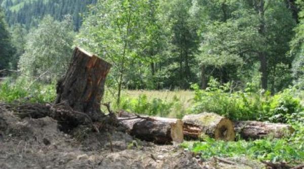 ponta a cerut o evaluare a proiectului radarul padurilor programul este bazat pe un software de urmarire a lemnului