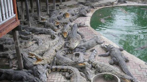 toti crocodilii sa vina in rusia decizie soc a oficialilor de la moscova