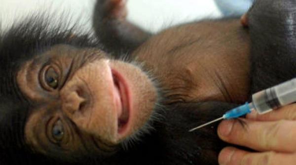 rusia va incepe sa testeze pe maimute un vaccin impotriva virusului ebola