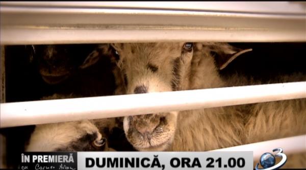 despre tortura evaziune de miliarde si indiferenta criminala in premiera cu carmen avram duminica la antena 3