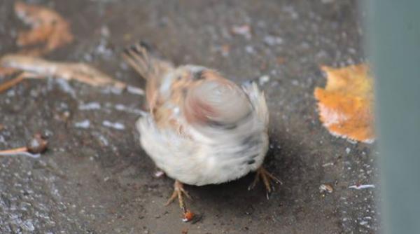 cum va fi vremea in urmatoarele doua saptamani prognoza meteo pana in 2 noiembrie