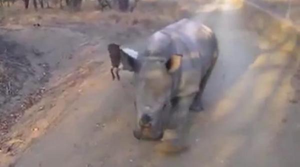 video mare prietenie mare un miel i un pui de rinocer amici de joaca