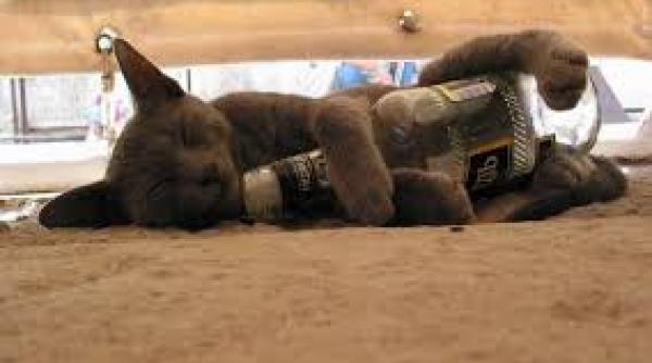 pisica manga dupa ce a baut o jumatate de sticla de vodca pentru a supravie ui