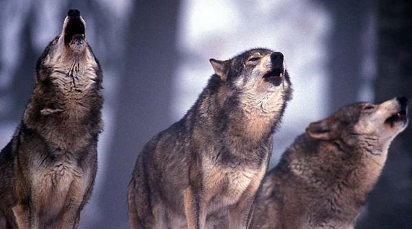 lupii au facut prapad in alba autoritatile vor organiza vanatori