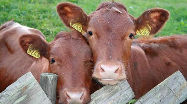 tineri buzoieni suspecti de inselaciune cu vitei pe internet